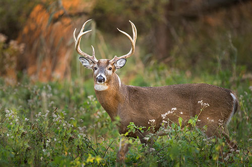 Find Your Dream Deer Hunting Property for Sale