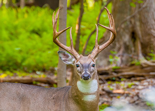 Search for Deer Hunting Properties in Mississippi, Louisiana, and Arkansas