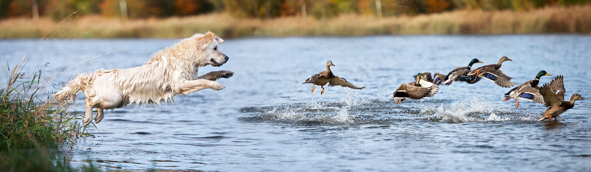 Duck Hunting Property for Sale in Mississippi, Louisiana, and Arkansas