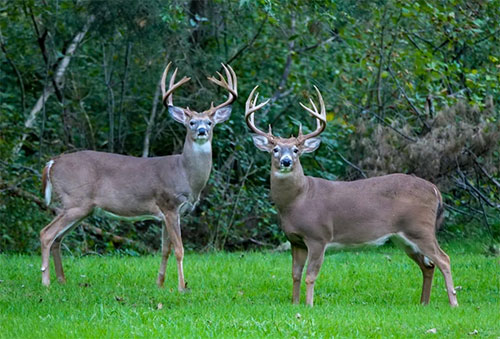 Hunting Land for Sale in Mississippi, Louisiana, and Arkansas