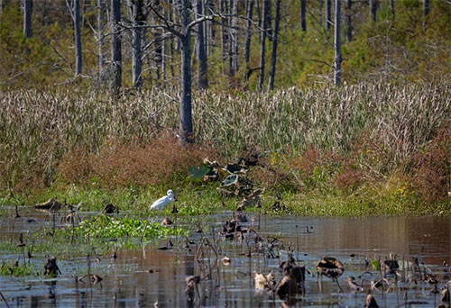 Recreational & Hunting Property for Sale in Mississippi, Louisiana, and Arkansas