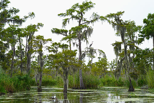 Louisiana Land for Sale