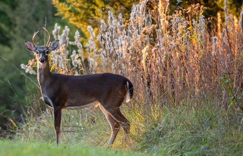 Find Land for Sale in Mississippi, Louisiana, and Arkansas